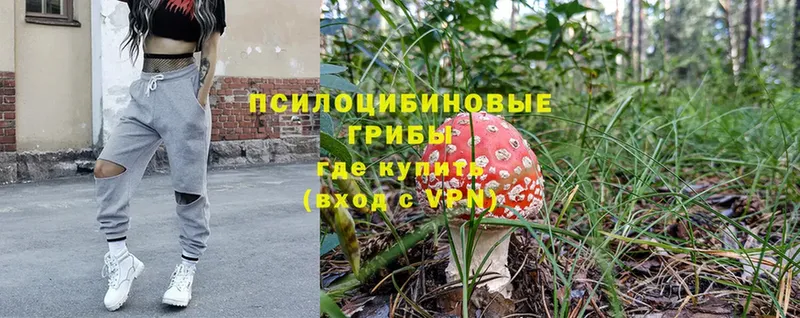 Псилоцибиновые грибы Magic Shrooms  блэк спрут рабочий сайт  Новотроицк  закладка 